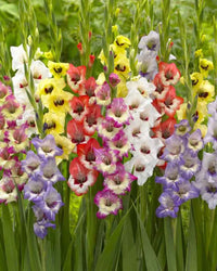 Gladiolus Flower seeds for Planting Cut Flower Favorite Heirloom & GMO Free Seeds for Home Garden