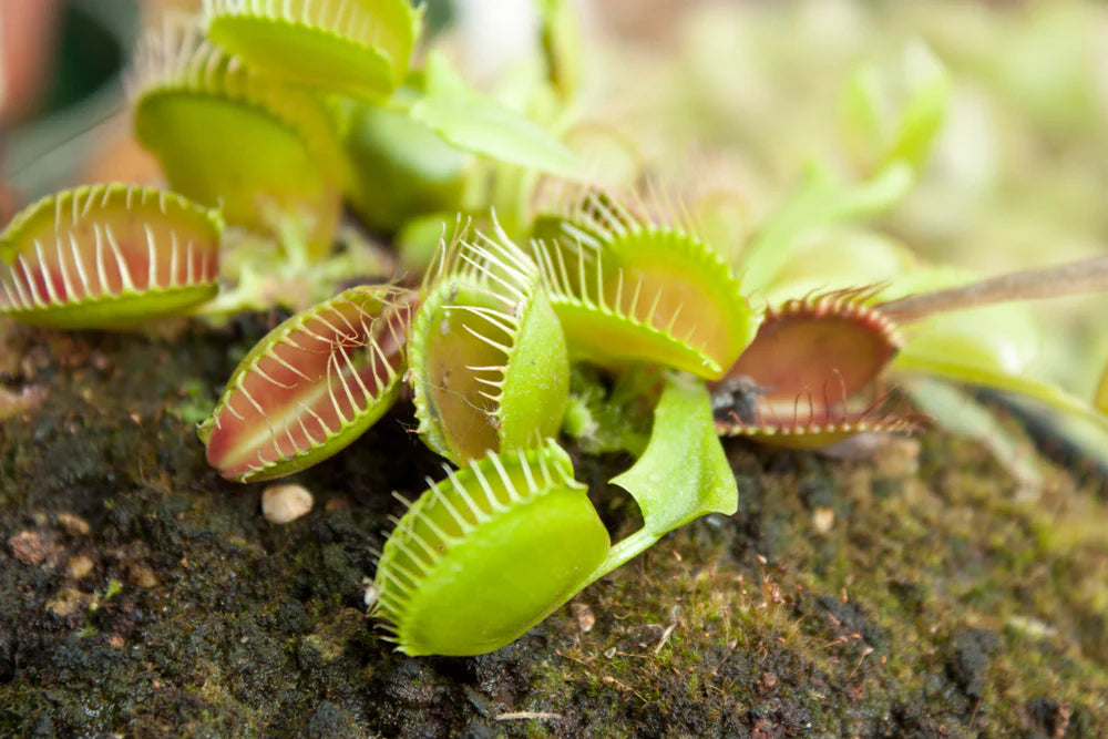 Carnivorous Flower seeds for Planting Pollinator Friendly Heirloom & GMO Free Seeds for Home Garden