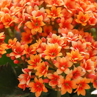 Kalanchoe Flower seeds for Planting - Bright Blooms, Heirloom & GMO Free Seeds for Home Garden
 
 Sale for planting in home garden