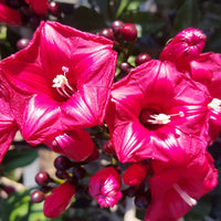 Cardinal Climber Flower Seeds – Fast-Growing Red Blooming Vines