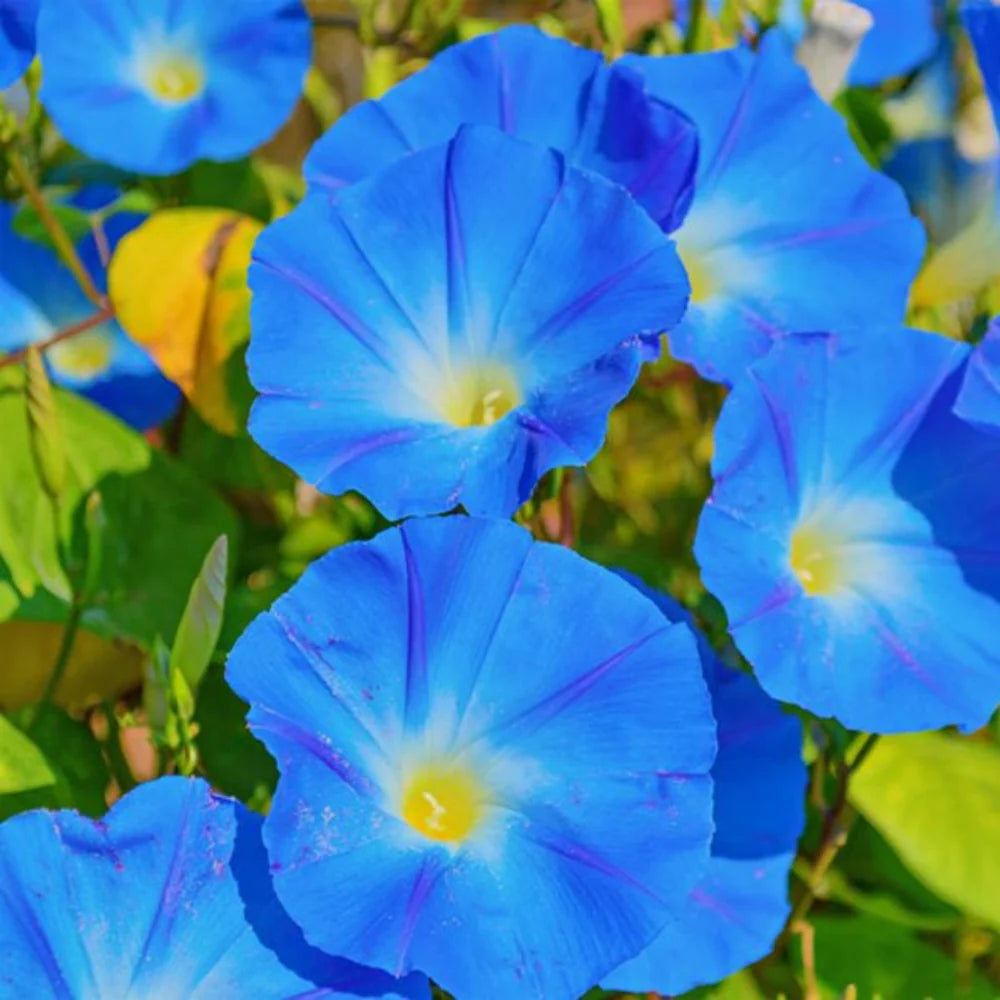 Blue Climbing Vine Seeds - Mandevilla Sanderi for Planting
