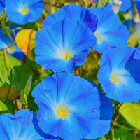 Blue Climbing Vine Seeds - Mandevilla Sanderi for Planting