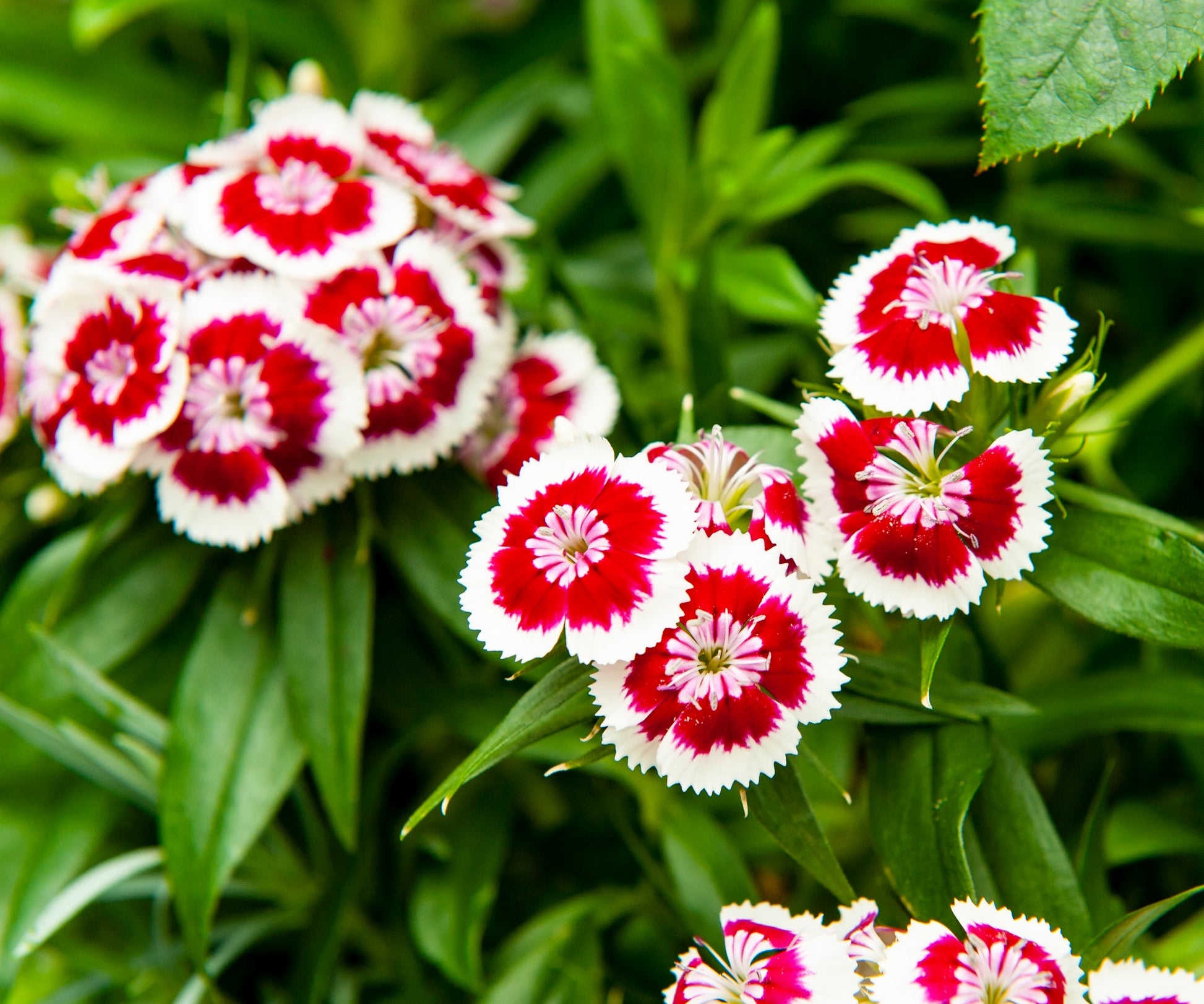 Dianthus Seeds  Grow Vibrant Flowers in Your Garden
