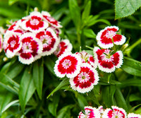 Dianthus Seeds  Grow Vibrant Flowers in Your Garden
