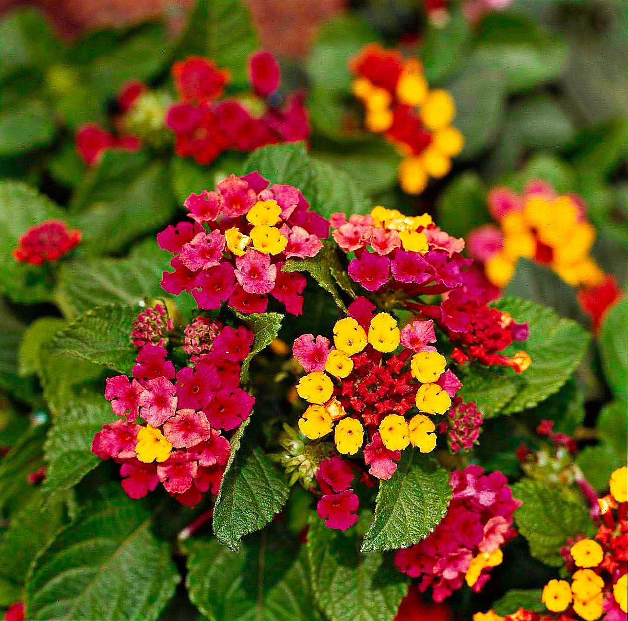 Mix Lantana Flower seeds for Planting Colorful Display Heirloom & GMO Free Seeds for Home Garden 
 
 Sale