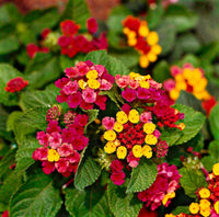 Mix Lantana Flower seeds for Planting Colorful Display Heirloom & GMO Free Seeds for Home Garden 
 
 Sale