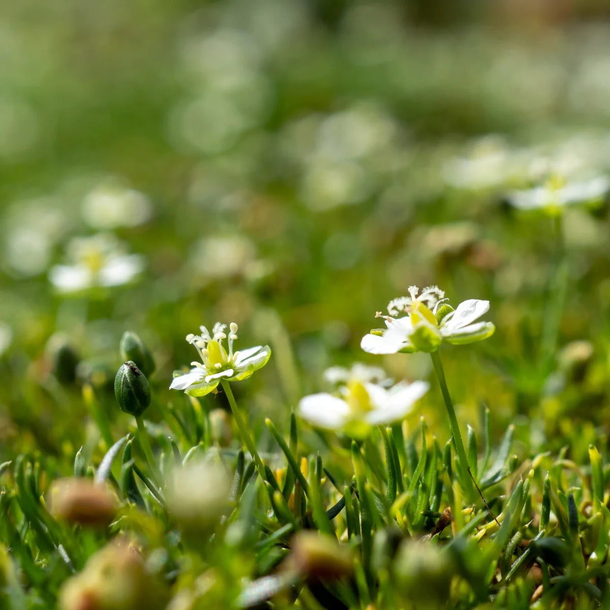 Irish Moss Flower seeds for Planting Garden Favorite Heirloom & GMO Free Seeds for Home Garden