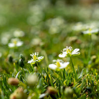Irish Moss Flower seeds for Planting Garden Favorite Heirloom & GMO Free Seeds for Home Garden