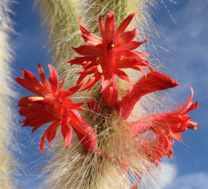 Winteria Colademononis Red Flower seeds for Planting - Fragrant Blossoms, Heirloom & GMO Free Seeds for Home Garden