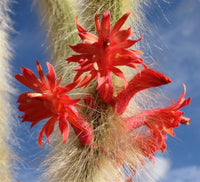 Winteria Colademononis Red Flower seeds for Planting - Fragrant Blossoms, Heirloom & GMO Free Seeds for Home Garden