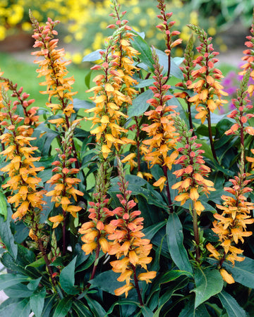 Isabelliana Flower seeds for Planting Colorful Display Heirloom & GMO Free Seeds for Home Garden