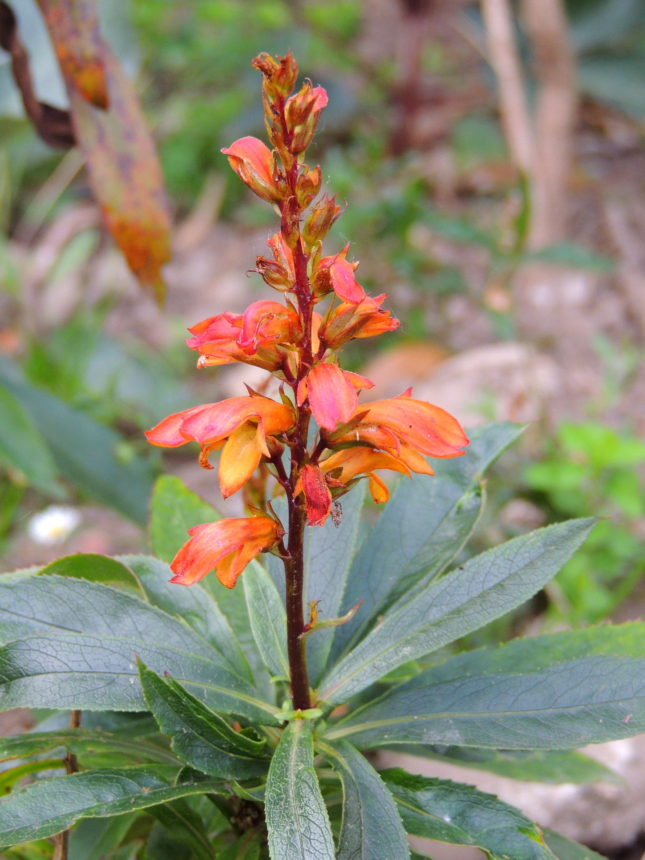 Isabelliana Flower seeds for Planting Colorful Display Heirloom & GMO Free Seeds for Home Garden