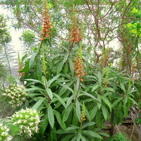 Isabelliana Flower seeds for Planting Colorful Display Heirloom & GMO Free Seeds for Home Garden