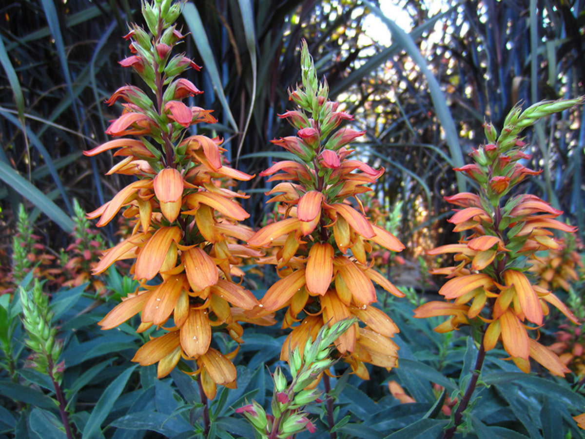 Isabelliana Flower seeds for Planting Colorful Display Heirloom & GMO Free Seeds for Home Garden