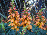Isabelliana Flower seeds for Planting Colorful Display Heirloom & GMO Free Seeds for Home Garden