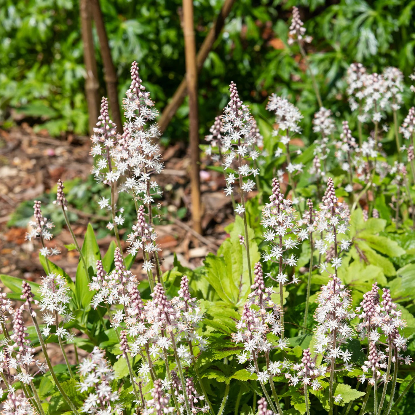 Green Tiarella Flower seeds for Planting - Compact Growth, Heirloom & GMO Free Seeds for Home Garden