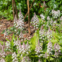 Green Tiarella Flower seeds for Planting - Compact Growth, Heirloom & GMO Free Seeds for Home Garden