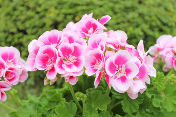 Pale Pink Pelargonium Hortorum Flower seeds for Planting - Drought Tolerant, Heirloom & GMO Free Seeds for Home Garden