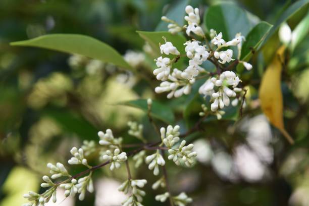 White Privet Flower seeds for Planting - Colorful Display, Heirloom & GMO Free Seeds for Home Garden