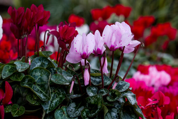 Mixed Color Cyclamen Seeds for Planting  Vibrant Flower Seeds for Your Garden