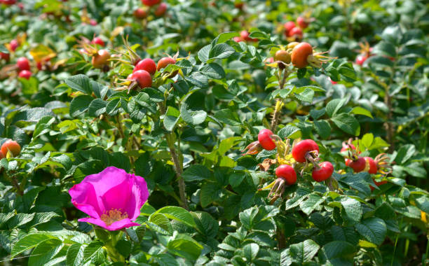Rosehip Flower seeds for Planting Wildflower Mix Heirloom & GMO Free Seeds for Home Garden
