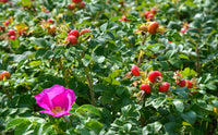 Rosehip Flower seeds for Planting Wildflower Mix Heirloom & GMO Free Seeds for Home Garden