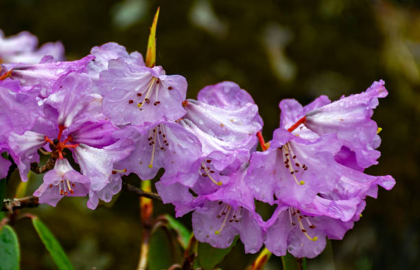 Violet Rhododendron Flower Seeds – Premium Quality Heirloom & NonGMO Seeds for Home Garden
 
 Sale