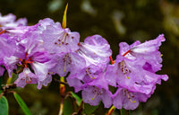 Violet Rhododendron Flower Seeds – Premium Quality Heirloom & NonGMO Seeds for Home Garden
 
 Sale