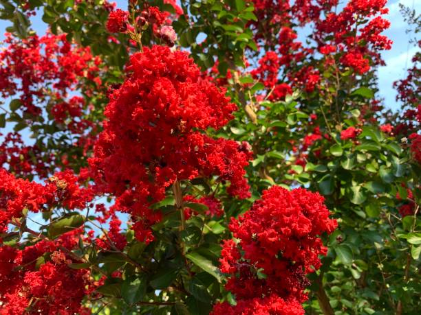 Red Futaba Crape Flower seeds for Planting Pollinator Friendly Heirloom & GMO Free Seeds for Home Garden
 
 Sale