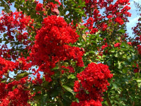 Red Futaba Crape Flower seeds for Planting Pollinator Friendly Heirloom & GMO Free Seeds for Home Garden
 
 Sale
