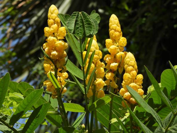 Yellow Cassia Alata Flower seeds for Planting - Vibrant Colors, Heirloom & GMO Free Seeds for Home Garden