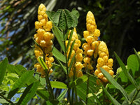 Yellow Cassia Alata Flower seeds for Planting - Vibrant Colors, Heirloom & GMO Free Seeds for Home Garden