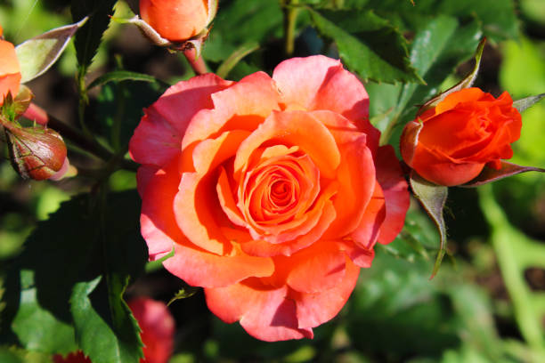 Orange Yellow Rose Flower seeds for Planting Drought Tolerant Heirloom & GMO Free Seeds for Home Garden 
 
 Sale