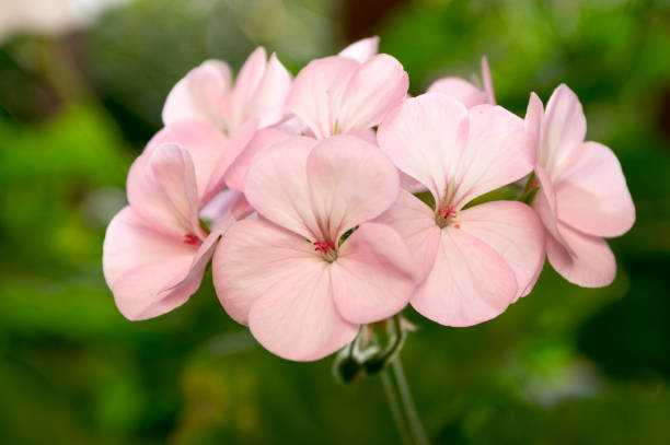 Pale Pink Geranium Flower seeds for Planting - Long Bloom Season, Heirloom & GMO Free Seeds for Home Garden