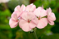 Pale Pink Geranium Flower seeds for Planting - Long Bloom Season, Heirloom & GMO Free Seeds for Home Garden