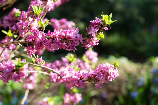 Pink Daphne Mezereum Flower seeds for Planting Bright Blooms Heirloom & GMO Free Seeds for Home Garden
 
 Sale