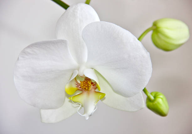 White Orchid Planting Seeds  Perfect for Serene White Blooms in Home Gardens