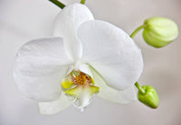 White Orchid Planting Seeds  Perfect for Serene White Blooms in Home Gardens