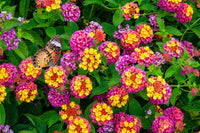 Mixed Colors Flower Seeds Flower seeds for Planting - Bright Blooms, Heirloom & GMO Free Seeds for Home Garden