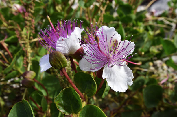 White Caper Flower seeds for Planting - Cottage Garden Essential, Heirloom & GMO Free Seeds for Home Garden