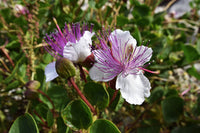 White Caper Flower seeds for Planting - Cottage Garden Essential, Heirloom & GMO Free Seeds for Home Garden