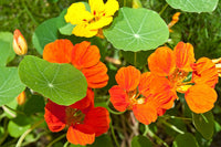 Multi Nasturtium Flower Seeds for Garden Shade Tolerant Heirloom & GMO Free Seeds for Home Garden
 
 Sale