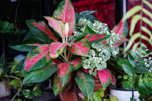 Green Red Aglaonema Flower seeds for Planting - Fragrant Blossoms, Heirloom & GMO Free Seeds for Home Garden