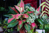 Green Red Aglaonema Flower seeds for Planting - Fragrant Blossoms, Heirloom & GMO Free Seeds for Home Garden
