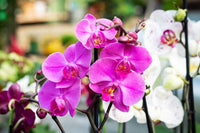 Phalaenopsis Orchid Flower seeds for Planting Colorful Display Heirloom & GMO Free Seeds for Home Garden