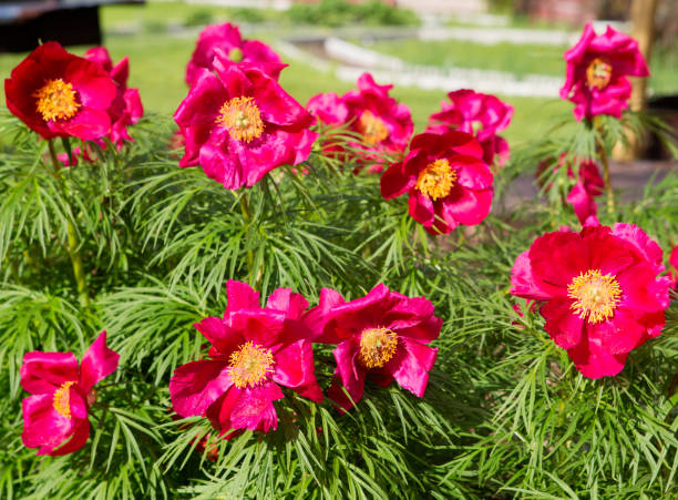 Red Paeonia Tenuifolia Flower seeds for Planting - Premium Quality, Heirloom & GMO Free Seeds for Home Garden