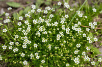 Sagina Subulata Flower seeds for Planting - Perfect for Borders, Heirloom & GMO Free Seeds for Home Garden