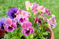 Violet Pansy Flower seeds for Planting - Compact Growth, Heirloom & GMO Free Seeds for Home Garden