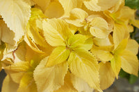 Yellow Coleus Seeds for Planting – Garden Favorite Heirloom & NonGMO Seeds for Home Garden
 
 Sale