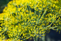 Fennel Flower seeds for Planting - Pollinator Friendly, Heirloom & GMO Free Seeds for Home Garden
